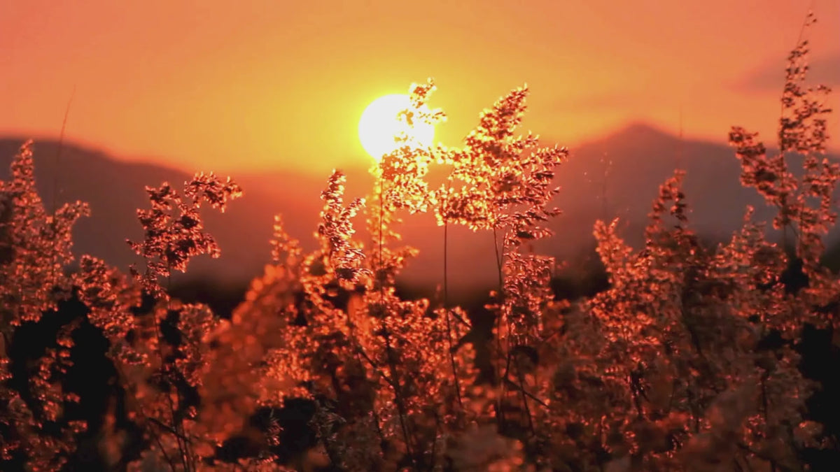 video-champ-coucher-soleil